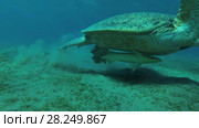 Big male Green Sea Turtle (Chelonia mydas) with Remora fish (Echeneis naucrates) eats the sea grass on a muddy bottom, Red sea, Marsa Alam, Abu Dabab, Egypt. Стоковое видео, видеограф Некрасов Андрей / Фотобанк Лори