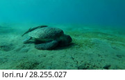 Green Sea Turtle (Chelonia mydas) with Remora fish (Echeneis naucrates) eats the sea grass on a sandy bottom, Red sea, Marsa Alam, Abu Dabab, Egypt. Стоковое видео, видеограф Некрасов Андрей / Фотобанк Лори