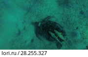 Melanism - Big male Black Sea Turtle (Chelonia mydas) with Remora fish (Echeneis naucrates) eats the sea grass on a sandy bottom, Red sea, Marsa Alam, Abu Dabab, Egypt. Стоковое видео, видеограф Некрасов Андрей / Фотобанк Лори