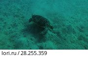 Melanism - Big male Black Sea Turtle (Chelonia mydas) with Remora fish (Echeneis naucrates) eats the sea grass on muddy bottom, Red sea, Marsa Alam, Abu Dabab, Egypt. Стоковое видео, видеограф Некрасов Андрей / Фотобанк Лори