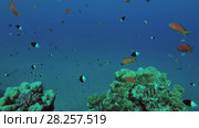 Shoal of Lyretail Anthias (Pseudanthias squamipinnis) over beautiful coral reef, Red sea, Marsa Alam, Abu Dabab, Egypt. Стоковое видео, видеограф Некрасов Андрей / Фотобанк Лори