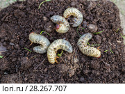 Личинки майского жука. Хрущ майский (Melolontha vulgaris) Стоковое фото, фотограф Ольга Сейфутдинова / Фотобанк Лори