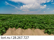Potato field. Стоковое фото, фотограф Ольга Сейфутдинова / Фотобанк Лори
