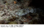 Scrawled Filefish swims in the night near coral reef. Стоковое видео, видеограф Некрасов Андрей / Фотобанк Лори