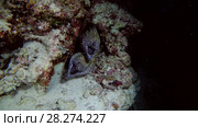 Two Honeycomb Moray - Gymnothorax favagineus peek out of the hole. Стоковое видео, видеограф Некрасов Андрей / Фотобанк Лори