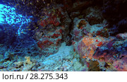 Grouper looking on school of Glass fish in the coral cave - Indian Ocean, Maldives. Стоковое видео, видеограф Некрасов Андрей / Фотобанк Лори