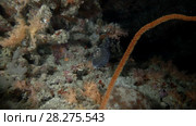 Brown-marbled Grouper - Epinephelus fuscoguttatus swim on the coral reef in the night. Стоковое видео, видеограф Некрасов Андрей / Фотобанк Лори