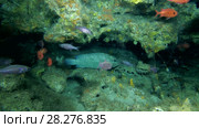 Life in the cave, Camouflage Grouper - Epinephelus polyphekadion in the cave. Стоковое видео, видеограф Некрасов Андрей / Фотобанк Лори