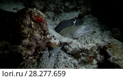 Group Honeycomb Moray eels - Gymnothorax favagineus in the night. Стоковое видео, видеограф Некрасов Андрей / Фотобанк Лори