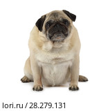 Pug dog sitting in a studio. Стоковое фото, фотограф Алексей Кузнецов / Фотобанк Лори