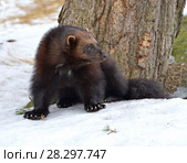 Росомаха (Gulo gulo) на снегу зимой. Стоковое фото, фотограф Валерия Попова / Фотобанк Лори
