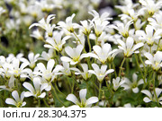 Chickweed blooms macro in the garden outdoors (Cerastium uralense) Стоковое фото, фотограф Евгений Ткачёв / Фотобанк Лори