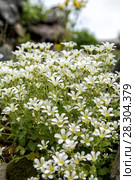 Chickweed blooms macro in the garden outdoors (Cerastium uralense) Стоковое фото, фотограф Евгений Ткачёв / Фотобанк Лори