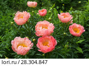 Куст кораллового пиона. Пион межвидовой гибрид Пинк Ховайн Корал (Pink Hawaiian Coral) Стоковое фото, фотограф Ольга Сейфутдинова / Фотобанк Лори