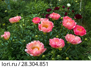 Куст кораллового пиона. Пион межвидовой гибрид Пинк Ховайн Корал (Pink Hawaiian Coral) Стоковое фото, фотограф Ольга Сейфутдинова / Фотобанк Лори