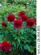Куст пиона Рэд Чарм (Paeonia) Стоковое фото, фотограф Ольга Сейфутдинова / Фотобанк Лори