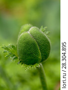 Plant flower garden gardens poppy. Стоковое фото, фотограф Ольга Сейфутдинова / Фотобанк Лори