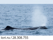 Sperm Whale Diving near Kaikoura, South Island, New Zealand. Стоковое фото, агентство BE&W Photo / Фотобанк Лори