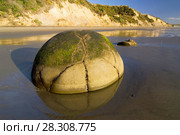 The Moeraki Boulders are unusually large and spherical boulders lying along a stretch of Koekohe Beach on the wave-cut Otago coast of New Zealand between Moeraki and Hampden. Стоковое фото, агентство BE&W Photo / Фотобанк Лори