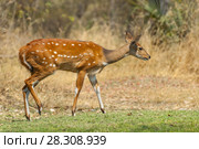 Female Imbabala or Cape bushbuck (Tragelaphus sylvaticus), Sandibe Camp, adjacent to the Moremi Game Reserve, Okavango Delta, Botswana, southern Africa. Стоковое фото, агентство BE&W Photo / Фотобанк Лори