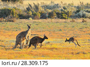 Female and male eastern grey kangaroos (Macropus giganteus), Coorong National Park Australia. Стоковое фото, агентство BE&W Photo / Фотобанк Лори