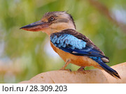 The blue-winged kookaburra (Dacelo leachii) is a large species of kingfisher native to northern Australia and southern New Guinea. Kakadu National Park Australia. Стоковое фото, агентство BE&W Photo / Фотобанк Лори