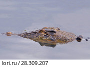 A large saltwater crocodile swimming in the South Alligator river, in Kakadu National Park, Australia. Стоковое фото, агентство BE&W Photo / Фотобанк Лори