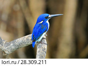 The little kingfisher (Ceyx pusillus) Kakadu National Park, Northern Territory, Australia. Стоковое фото, агентство BE&W Photo / Фотобанк Лори