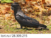 The red-tailed black cockatoo (Calyptorhynchus banksii) also known as Banksian or Banks black cockatoo, is a large black cockatoo native to Australia, Kakadu National Park. Стоковое фото, агентство BE&W Photo / Фотобанк Лори