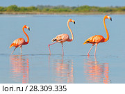 A row of American flamingos (Phoenicopterus ruber ruber-American Flamingo) in the Rio Lagardos, Mexico. Стоковое фото, агентство BE&W Photo / Фотобанк Лори