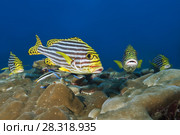 Group of Oriental Sweetlips (Plectorhinchus vittatus) on cleaning station. Стоковое фото, фотограф Некрасов Андрей / Фотобанк Лори