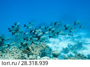 school of Humpback Red Snapper (Lutjanus gibbus) Стоковое фото, фотограф Некрасов Андрей / Фотобанк Лори