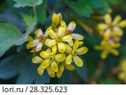 Золотистая цветущая смородина крупням планом (лат. Ribes aureum) Стоковое фото, фотограф Ольга Сейфутдинова / Фотобанк Лори