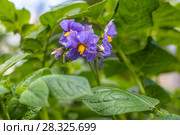 Potato field. Стоковое фото, фотограф Ольга Сейфутдинова / Фотобанк Лори