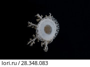 Upside Down Jellyfish (Cassiopea andromeda) in the night. Стоковое фото, фотограф Некрасов Андрей / Фотобанк Лори