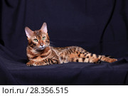 Красивый Бенгальский кот на темном фоне. Стоковое фото, фотограф Яна Королёва / Фотобанк Лори