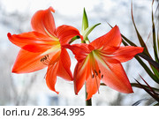 Гиппеаструм красный (Hippeastrum) Стоковое фото, фотограф Алёшина Оксана / Фотобанк Лори