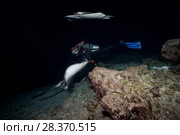 Female scuba diver swims with two stingrays at night. Pink whipray or Banana-tail ray (Himantura fai) (2018 год). Редакционное фото, фотограф Некрасов Андрей / Фотобанк Лори