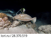 Female scuba diver looks at stingray in the night. Pink whipray or Banana-tail ray (Himantura fai) (2018 год). Редакционное фото, фотограф Некрасов Андрей / Фотобанк Лори