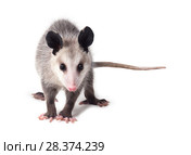 Young Virginian opossum (Didelphis virginiana) stands on a white background and looks at the camera. Isolated. Стоковое фото, фотограф Ирина Кожемякина / Фотобанк Лори