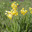 Первоцвет весенний (лекарственный), Primula veris, баранчики. Стоковое фото, фотограф Ирина Водяник / Фотобанк Лори