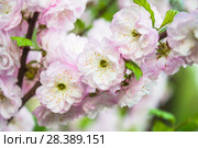 Цветки миндаля трехлопастного (Prunus triloba) Стоковое фото, фотограф Алёшина Оксана / Фотобанк Лори