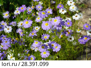 Брахикома иберисолистная (лат. Brachycome iberidifolia) Стоковое фото, фотограф Елена Коромыслова / Фотобанк Лори