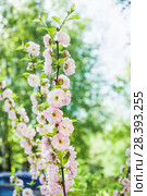 Миндаль трехлопастный (Prunus triloba) Стоковое фото, фотограф Алёшина Оксана / Фотобанк Лори