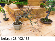 Бонсай - клен дланевидный (Acer palmatum). Возраст - около 70 лет. Выставка японских бонсай в Аптекарском огороде, Москва, ноябрь 2017. Редакционное фото, фотограф Сергей Рыбин / Фотобанк Лори
