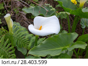 Зантедеския эфиопская (Zantedeschia aethiopica) Стоковое фото, фотограф Ирина Яровая / Фотобанк Лори