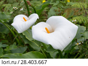 Зантедеския эфиопская (Zantedeschia aethiopica) Стоковое фото, фотограф Ирина Яровая / Фотобанк Лори