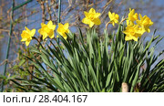 Желтые нарциссы Yellow daffodils (Narcissus poeticus) Стоковое видео, видеограф Ольга Сейфутдинова / Фотобанк Лори