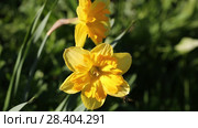 Желтые нарциссы Yellow daffodils (Narcissus poeticus) Стоковое видео, видеограф Ольга Сейфутдинова / Фотобанк Лори