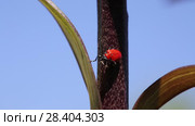 Лилейная трещалка (Lilioceris lilii) Scarlet lily beetle, Red lily beetle, Lily leaf beetle, Lily beetle (Lilioceris lilii), sits on a leaf. Стоковое видео, видеограф Ольга Сейфутдинова / Фотобанк Лори